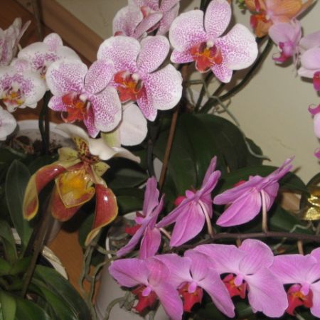 orhidee grup